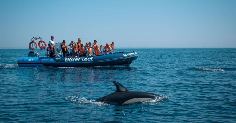 From Lagos: Dolphin Watching Boat Trip w/ Marine Biologists - Discover the Algarves Dolphin Population from Lagos Marina