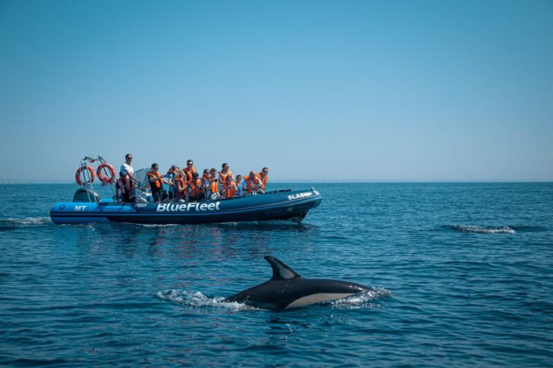 From Lagos: Dolphin Watching Boat Trip w/ Marine Biologists - Clear and Concise Booking with Flexibility