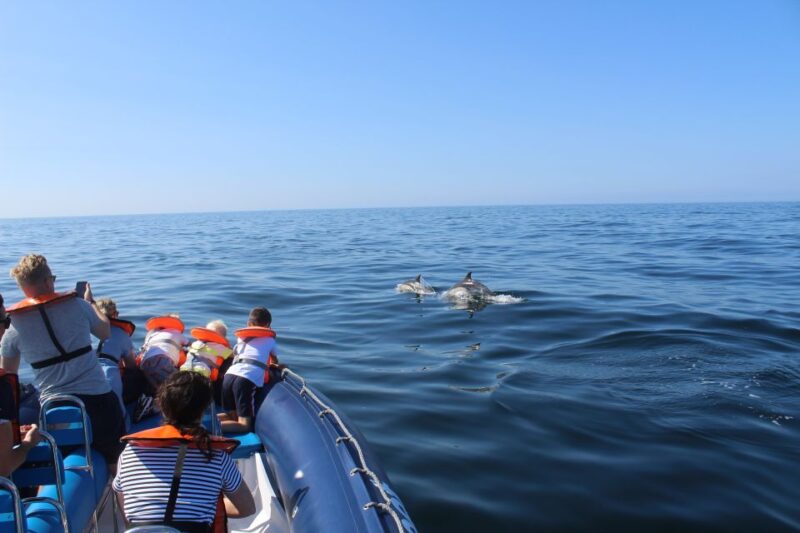 From Lagos: Dolphin Watching Boat Trip w/ Marine Biologists - What to Expect During the Dolphin Search