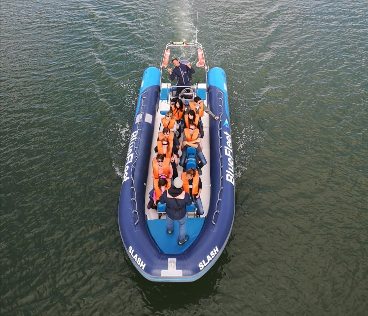 From Lagos: Dolphin Watching Boat Trip w/ Marine Biologists - The Marine Biologists Make a Difference