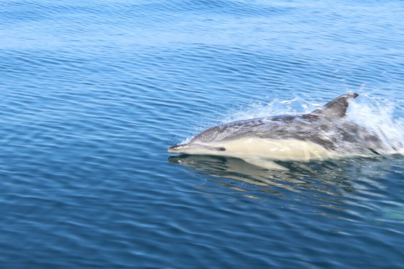 From Lagos: Dolphin Watching Boat Trip w/ Marine Biologists - Additional Features: Cave Passages and Sightseeing