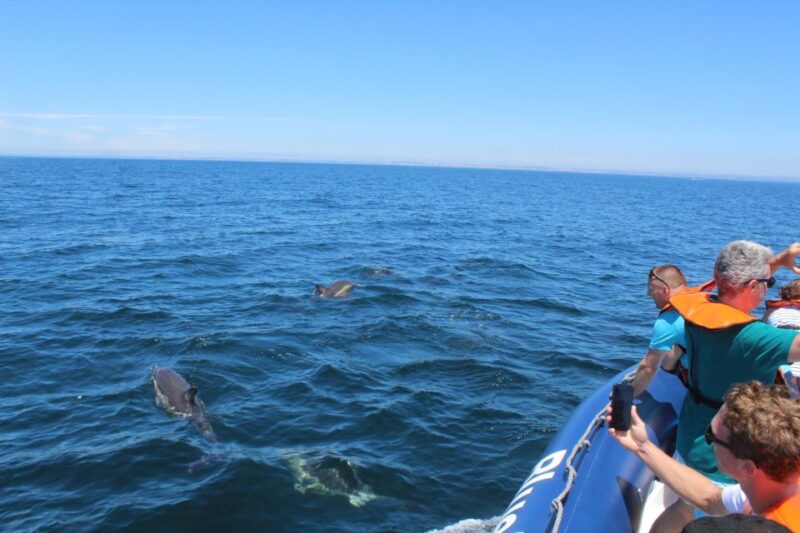 From Lagos: Dolphin Watching Boat Trip w/ Marine Biologists - Accessibility and Physical Considerations