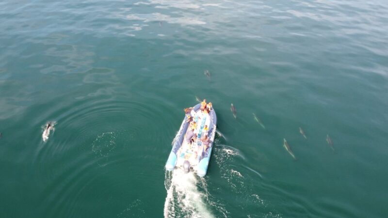 From Lagos: Dolphin Watching Boat Trip w/ Marine Biologists - The Experience Provider: Bluefleet’s Reputation