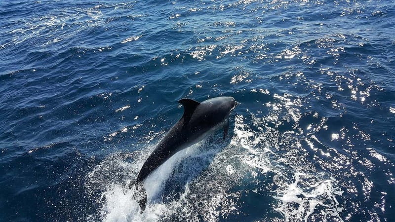 From Lagos: Dolphin Watching Catamaran Cruise - Key Points