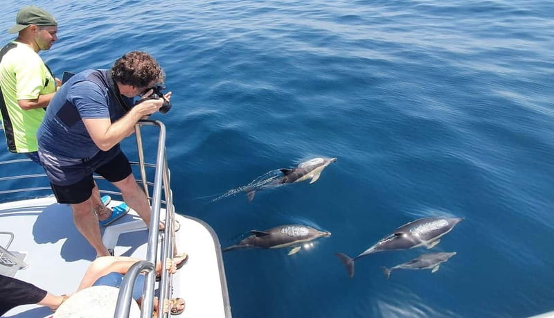 From Lagos: Dolphin Watching Catamaran Cruise - Expert Guides Leading the Way