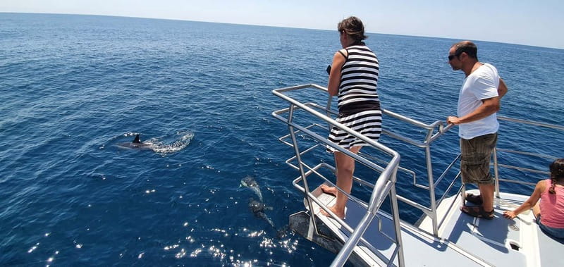 From Lagos: Dolphin Watching Catamaran Cruise - Spotting Dolphins: Chance and Patience