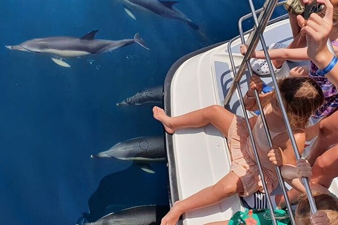 From Lagos: Dolphin Watching Cruise on a Catamaran - What You Can Expect on the Water