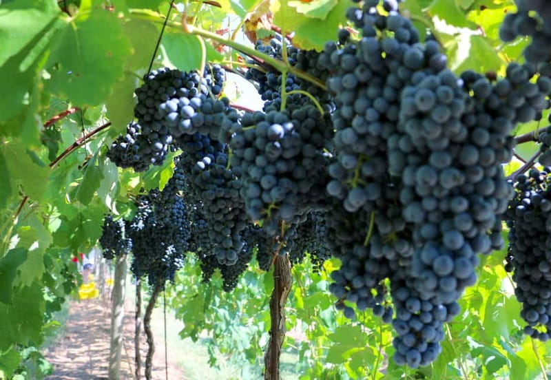 From Lake Garda: Valpolicella Wine & Lunch Guided Trip - Lunch at a Valpolicella Agriturismo