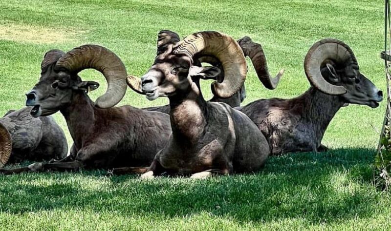 From Las Vegas: Hoover Dam, Boulder City & 7 Magic Mountains - Visiting the Iconic Welcome to Las Vegas Sign