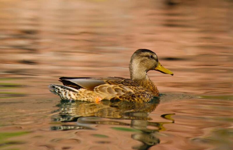 From Las Vegas: Kayak Rental to Emerald Cave Colorado River - Physical Requirements and Accessibility