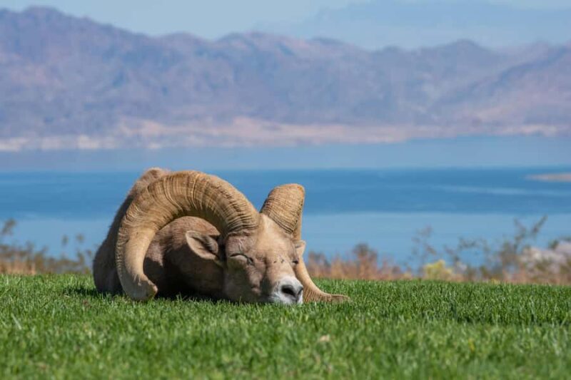 From Las Vegas: Lake Mead Wildlife & Seven Magic Mountains - Wildlife Spotting at Hemenway Park in Boulder City