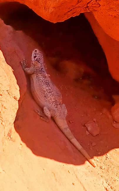 From Las Vegas: Valley of Fire Full-Day Guided Tour w/ Lunch - Key Points
