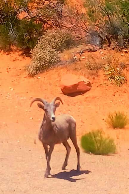 From Las Vegas: Valley of Fire Full-Day Guided Tour w/ Lunch - Hike the Famous Fire Wave Formation