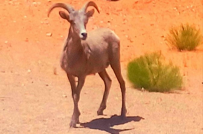 From Las Vegas Valley of Fire Full Day Guided Tour with Lunch - Lunch Break at Seven Sisters
