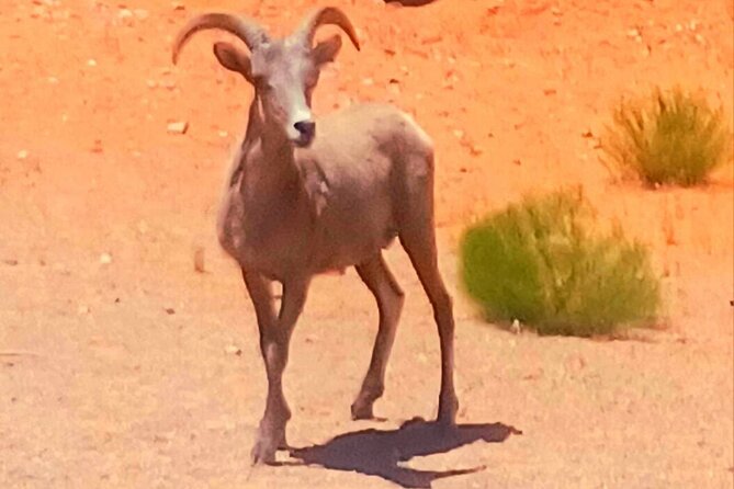 From Las Vegas Valley of Fire Full Day Guided Tour with Lunch - Exploring the Valley of Fire’s Unique Geology and Petroglyphs