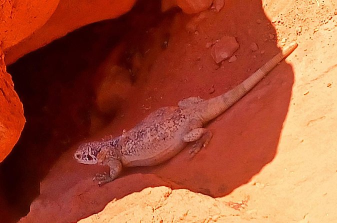 From Las Vegas Valley of Fire Full Day Guided Tour with Lunch - Comfortable Transportation and Smooth Logistics