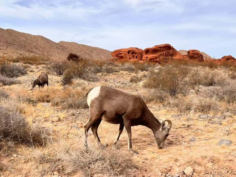 From Las Vegas: Valley of Fire State Park Guided Day Tour - Picking Up from Vegas: Convenient Locations and Timings