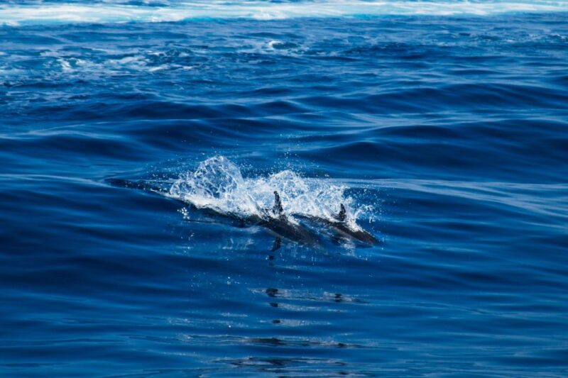From Lefkimmi: Syvota, Blue Lagoon and Cave Sunset Cruise - The Charm of Sivota Village and Local Cuisine
