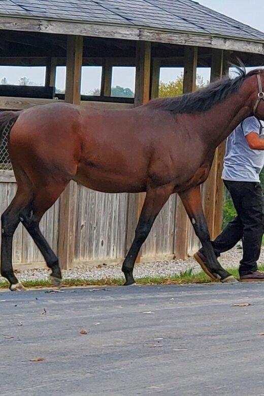 From Lexington: Kentucky Horse Farms Tour - Interacting with Horses Up Close