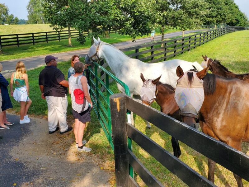 From Lexington: Kentucky Horse Farms Tour - The Expertise of Your Guides