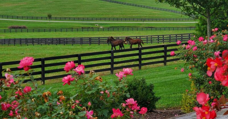 From Lexington: Kentucky Horse Farms Tour - Pacing and Tour Flow