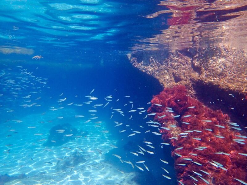 From Lisbon: Arrábida Natural Park Kayak Tour with Lunch - The Overall Value and Experience