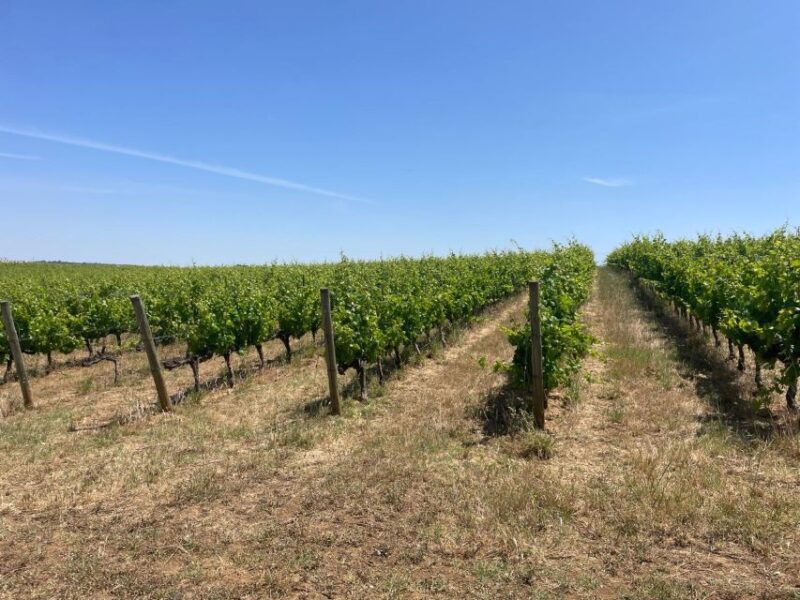 From Lisbon: Évora, Chapel of Bones, & Roman Temple Tour - Discover Évora, the Roman Temple, and the Chapel of Bones on a Day Trip from Lisbon