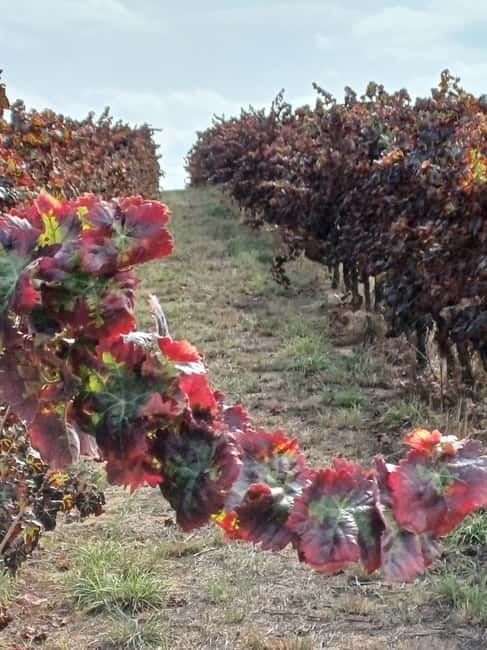 From Lisbon: Évora, Vila Viçosa, and Wine Cellars Day Trip - Wine Cellar Visit and Tasting Experience