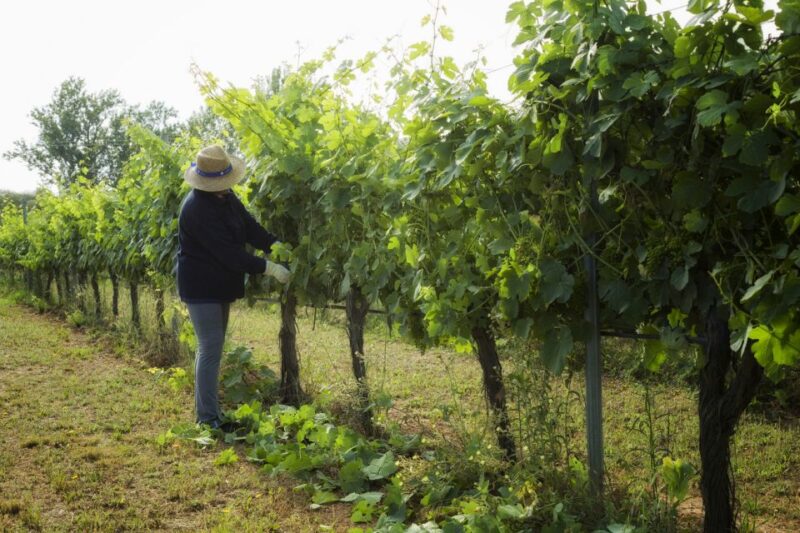 From Lisbon: Évora Wine & Heritage Tour - Practical Details and Booking Flexibility