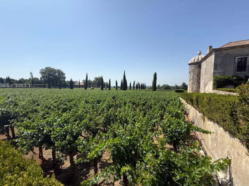 From Lisbon: Great visit to wineries, estates, palace, and wine tasting - Delving into the Production Process at the Second Farm