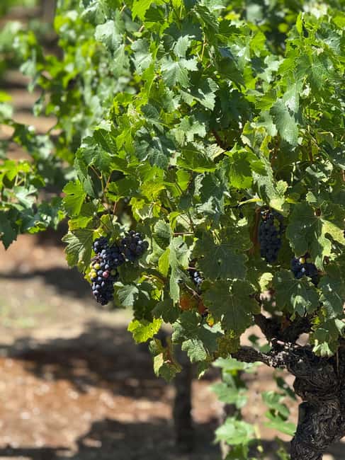 From Lisbon: Great visit to wineries, estates, palace, and wine tasting - The Sum Up: A Rich Taste of Portugal’s Heritage