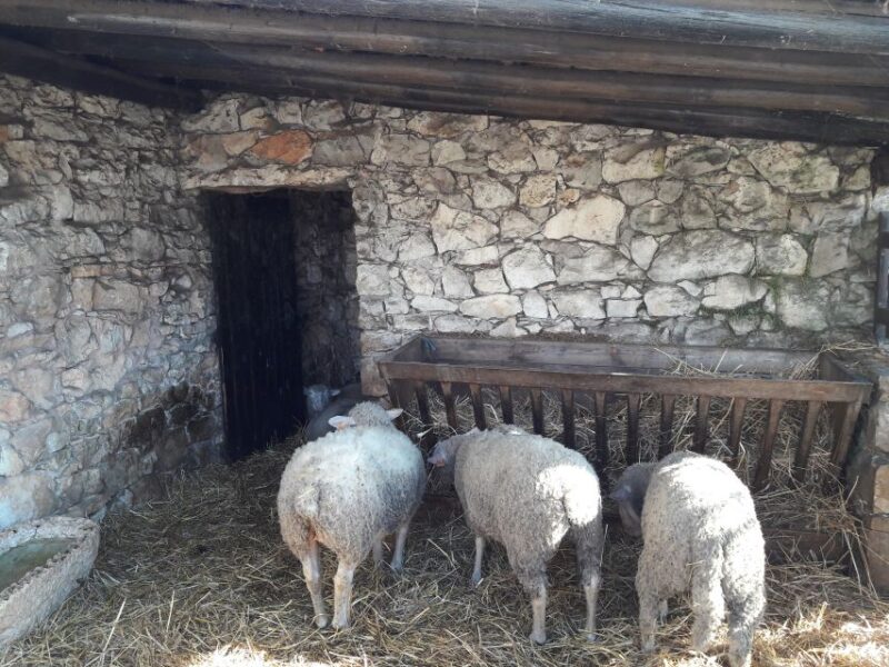 From Lisbon: Half-Day Fátima PRIVATE Tour - Discovering the Sanctuary of Our Lady of Fátima