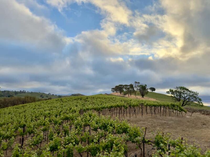 From Lisbon: Jeep Adventure + Wine Tasting + Tapas + Pick up - Logistics and Group Experience