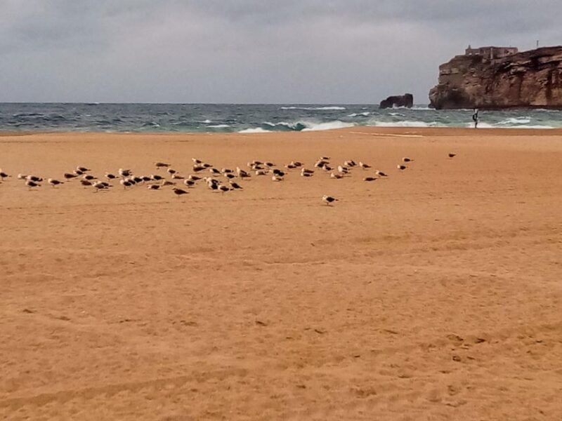 From Lisbon: Nazare and Sintra Private Tour - Who Will Enjoy This Tour?