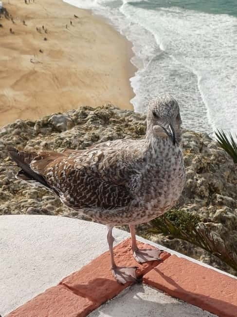 From Lisbon: Porto Transfer with Óbidos & Nazaré Tours - The Scenic Drive to Porto: Completing the Journey