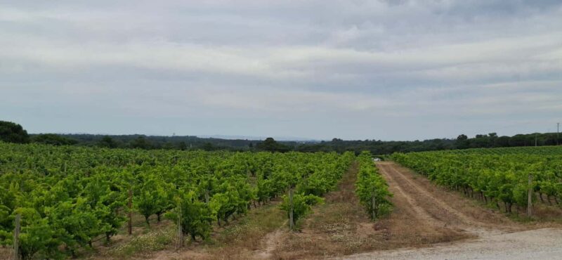 From Lisbon: Taste of Portugal - Private Gastronomic Tour - Accessibility and Physical Considerations