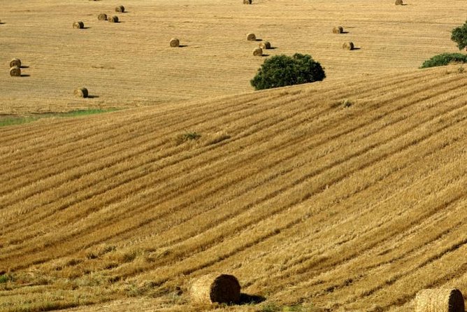 From Lisbon to Alentejo: Évora and Megaliths Full-Day Tour - The Chapel of Bones: A Macabre yet Fascinating Site