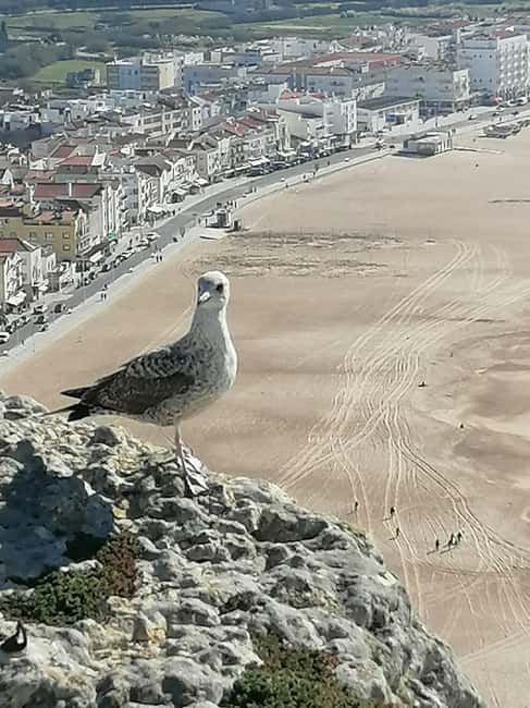 From Lisbon to Porto: A Journey through History and Beauty - Nazaré’s Waves and Coastal Views