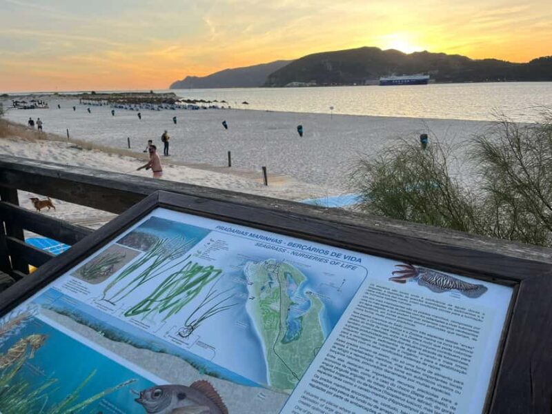 From Lisbon: Tróia and Bacalhoa winery museum with wine tasting. - Convenient Meeting Point and Comfortable Transportation