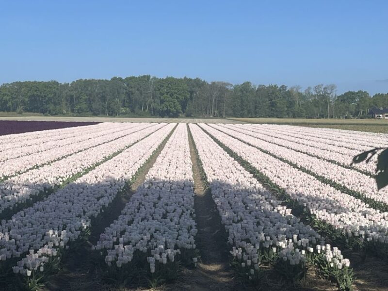 From Lisse: Keukenhof Flower Fields Bike Tour - Key Points
