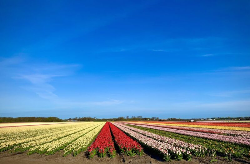 From Lisse: Keukenhof Flower Fields Bike Tour - Cycling Through the Flower Fields of Tulips, Daffodils, and Hyacinths