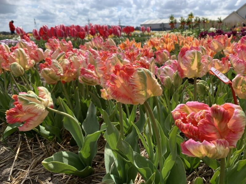 From Lisse: Keukenhof Flower Fields Bike Tour - Stops at a Traditional Village and a Local Café