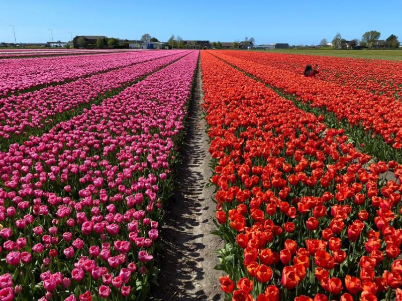 From Lisse: Keukenhof Flower Fields Bike Tour - Physical Requirements and Accessibility