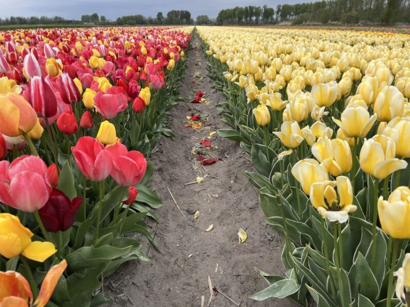 From Lisse: Landrover Tour Around Keukenhof & Flower Fields - Who Will Enjoy This Tour Most?
