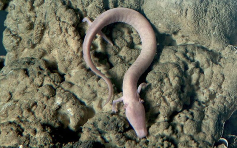 From Ljubljana: Postojna Cave & Predjama Castle Guided Trip - The Expertise and Personality of Guides