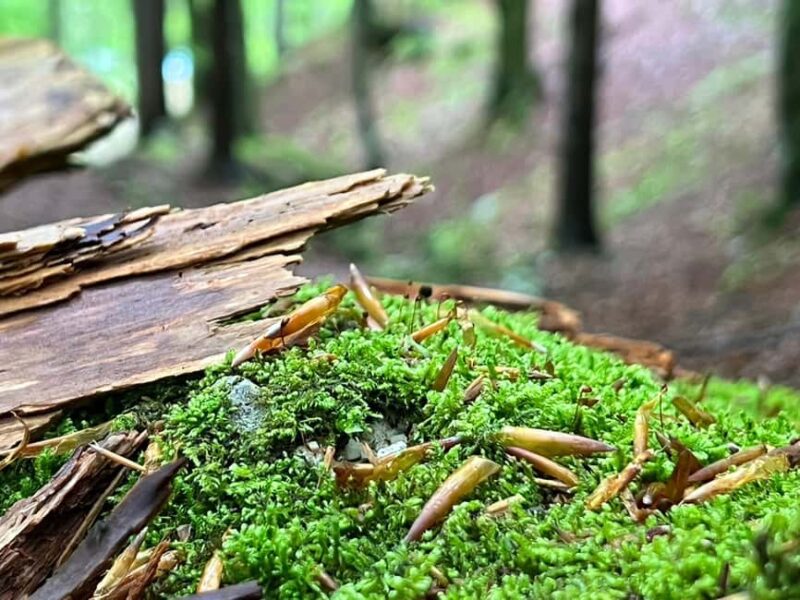 From Ljubljana: Triglav National Park Tour (Private) - Practicalities: Logistics, Pacing, and Accessibility