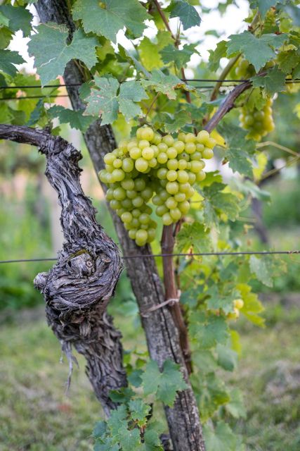 From Ljubljana: Vipava Valley Wine Express Tour - The Guide: Knowledgeable and Entertaining