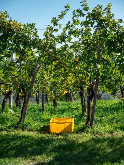 From Ljubljana: Vipava Valley Wine Express Tour - The Experience: Balance of Scenic Views and Cultural Appreciation