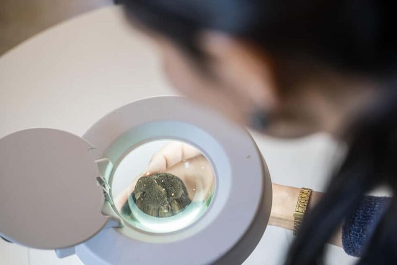 From location: Truffle farm visit, culinary workshop, meal - Key Points