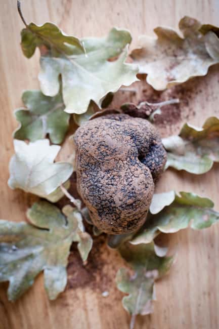 From location: Truffle farm visit, culinary workshop, meal - The Guided Experience and Expert Host